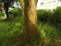 „Pamiętajcie o ogrodach”