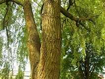 „Pamiętajcie o ogrodach”