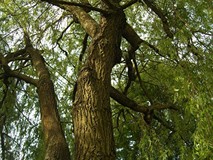 „Pamiętajcie o ogrodach”