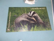 puzzle z wizerunkiem borsuka