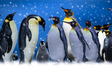 Zdjęcie pingwinów