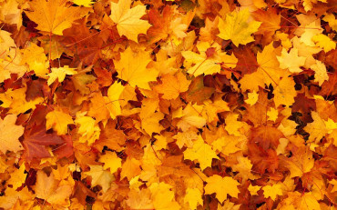 Zdjęcie jesiennych liści