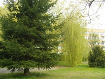 Biblioteczny ogród w majowej szacie