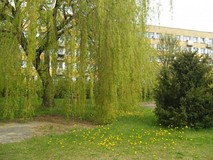 Biblioteczny ogród w majowej szacie