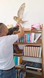 sowa lecąca na książki