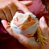 Na zdjęciu agama brodata - PONGA