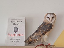 Na zdjęciu płomykówka - PUCIA