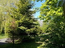 Zielony ogród