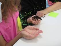 Warsztatach przyrodnicze z egzotycznymi zwierzętami.