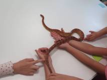 Warsztatach przyrodnicze z egzotycznymi zwierzętami.