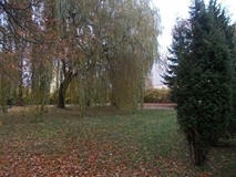 Biblioteczny Ogród