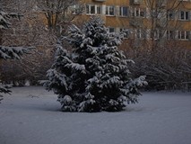 Zima napadła na ogród