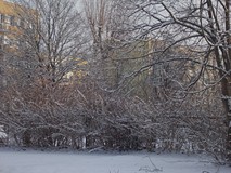 Zima napadła na ogród
