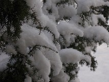Zima napadła na ogród