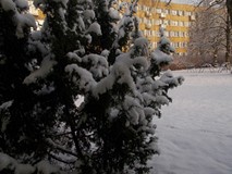 Zima napadła na ogród
