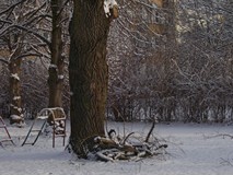 Zima napadła na ogród