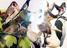 Tijo, trijo tru lu lu