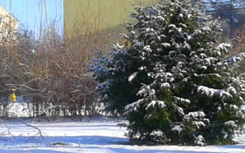 Zdjęcie przedstawia ogród zimą z zaśnieżonym świerkiem, widziany z okna biblioteki numer...