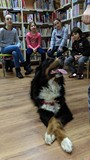 Owczarek berneński w bibliotece- dogoterapia