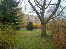Krzewy i drzewa w bibliotecznym ogrodzie.