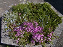 Różowe kwiaty w klombie przed biblioteką