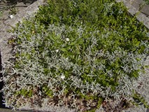 Zielone rośliny w klombie