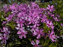 Klomb w różowym kolorze