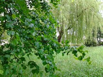 Drzewa bliżej i dalej, ale to wciąż nasz ogród