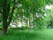 Wierzba z innymi zielonymi koleżkami