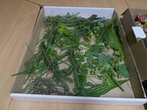 Liście, listki, gałązki zebrane w bibliotecznym ogrodzie