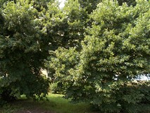 Gąszcz ogrodowej zieleni