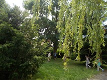 Drzewa iglaste i liściaste