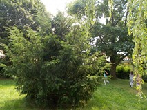 Cis w całej okazałości