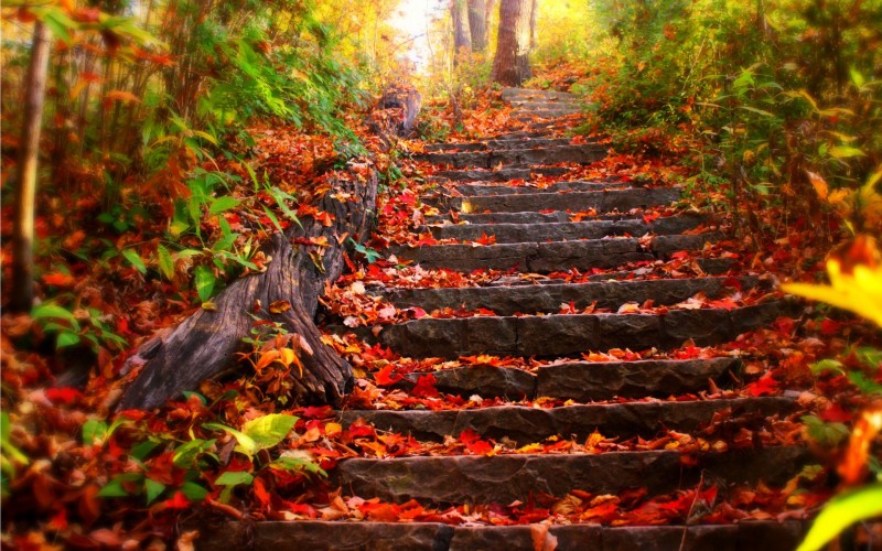 Zdjęcie schodów w jesiennych barwach.